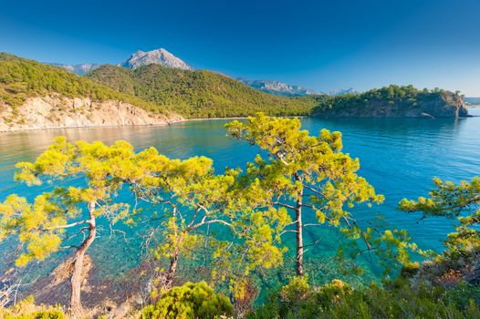 Sea bay with growing pine trees on the mountain slopes