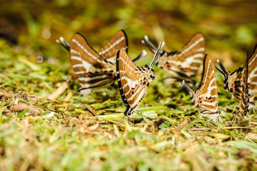 Beautiful butterfly eating salt marsh in forest.