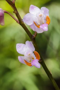 Forest orchid Thte scientific name :Doritis pulcherrima in rain forest, Thailand