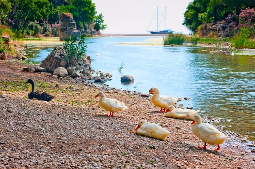 geese on the bank of the river in Ancient Olympos