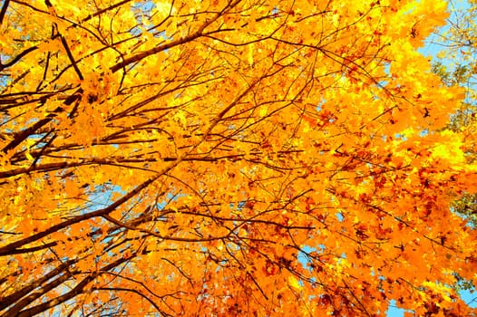 Yellow maple leaves on the branches