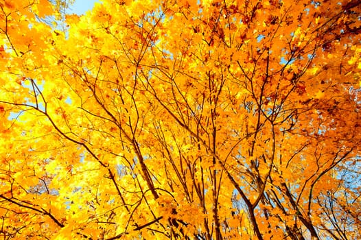 Yellow maple leaves on the branches