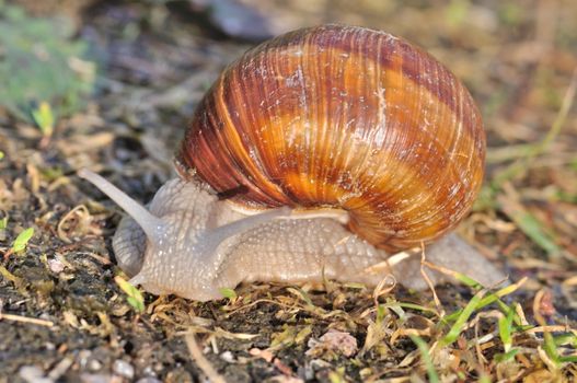 Burgundy snail