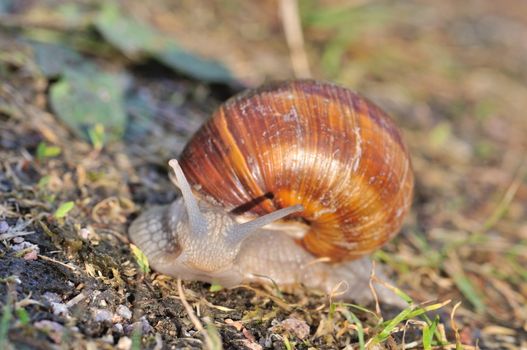 Burgundy snail