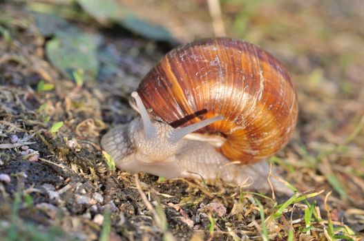 Burgundy snail