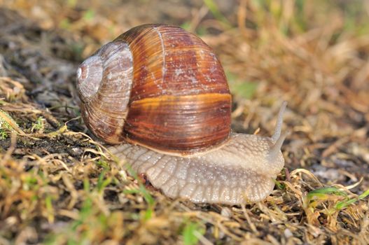 Burgundy snail