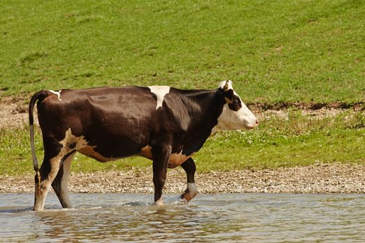 Cow grazing on a green field