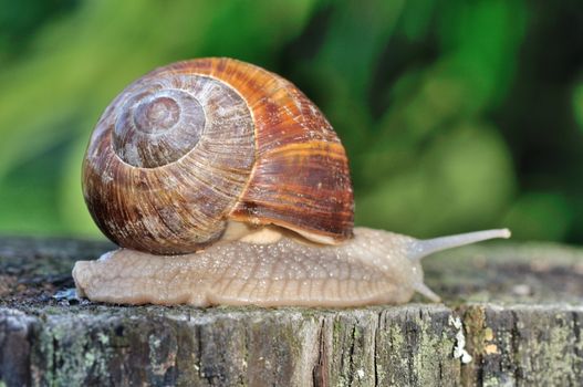 Burgundy snail