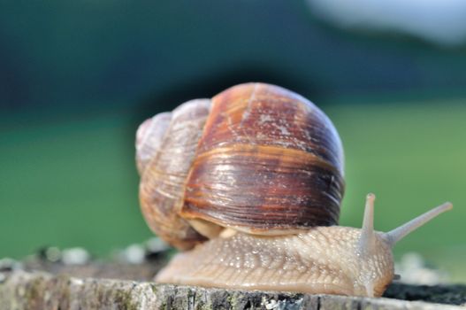 Burgundy snail