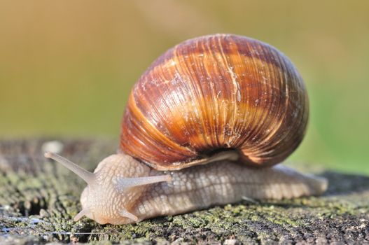 Burgundy snail