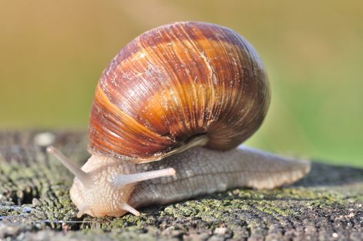 Burgundy snail