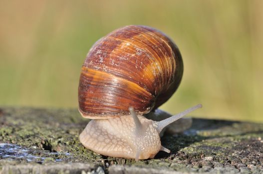 Burgundy snail