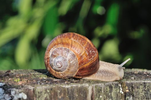 Burgundy snail