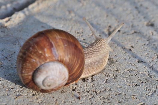 Burgundy snail