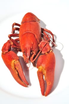 Crawfish cooked 