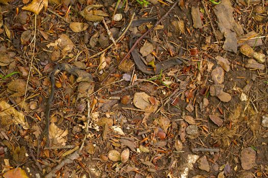 Forest floor with fallen plent parts