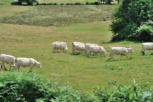Cows in meadows