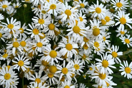 Glade of a camomile medicinal.