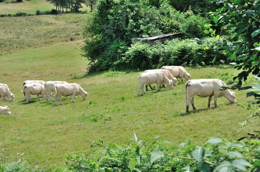 Cows in meadows