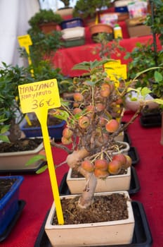 Assorted bonsais for sale  on a market stall