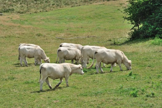 Cows in meadows