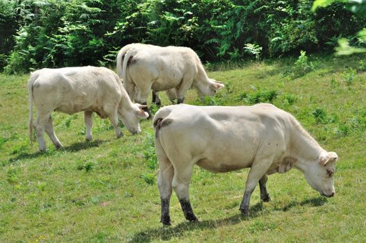 Cows in meadows