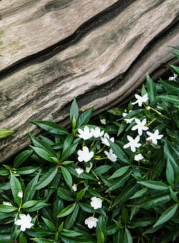 White flower and green leaf on wood