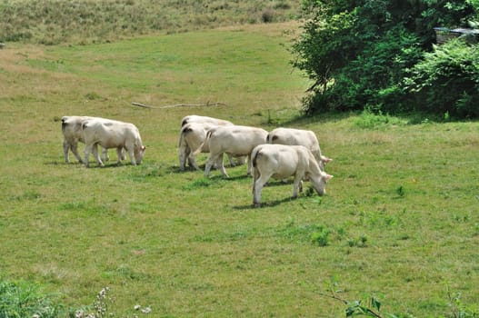 Cows in meadows