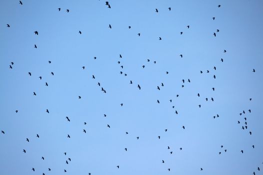 Flock of birds flying in the sky