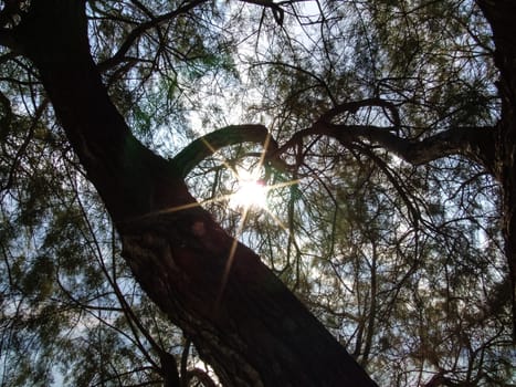 Sun Beams in the Tree