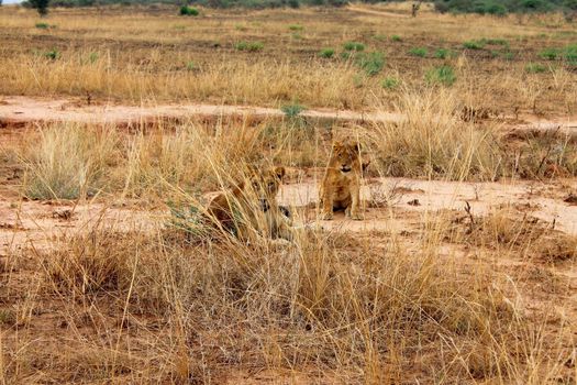 The lion and the lion cub rest after hunting.