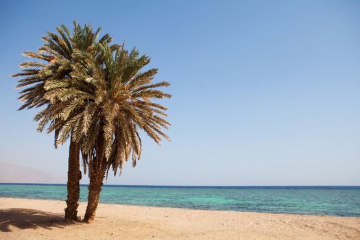 two palms on the beach