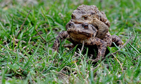 Mating toads