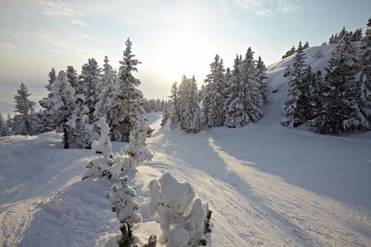 Snowy pine trees on a winter landscape