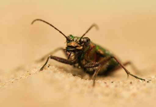 Cicindela campestris