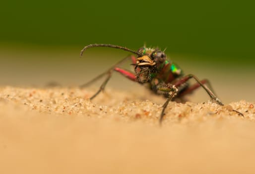 Cicindela campestris