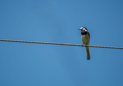 white wagtail