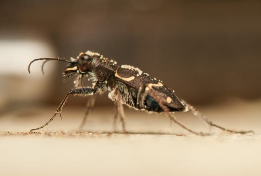 Cicindela hybrida