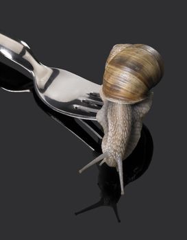 studio photography of a Grapevine snail leaving fork rakes in dark reflective back
