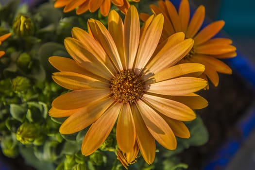 The picture is shot in a flower pot at the backyard of my home in Halden, Norway.