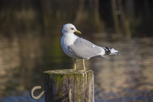 The bird stands on a mooring pole which is driven into the Tista River in Halden, Norway.