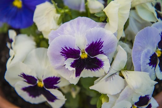 The picture is shot in a flower pot at the backyard of my home in Halden, Norway.