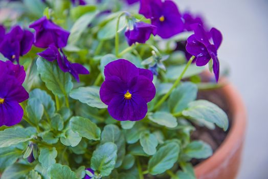 The picture is shot in a flower pot at the backyard of my home in Halden, Norway.