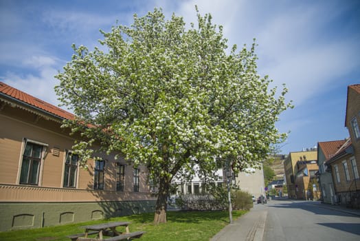 Pear tree standing just outside my home in Halden, Norway, and it blooms every year in May and the flowers lasts only 2-3 days