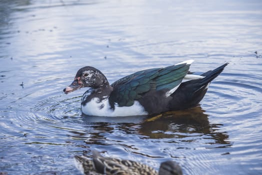 The picture is shot on a duck pond at Fredriksten fortress in Halden, Norway.