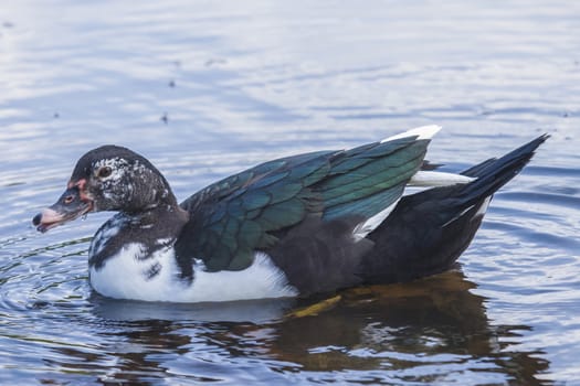 The picture is shot on a duck pond at Fredriksten fortress in Halden, Norway.