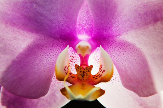 Flowers orchids in a greenhouse for decoration