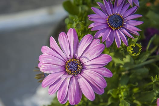 The picture is shot in a flower pot at the backyard of my home in Halden, Norway.