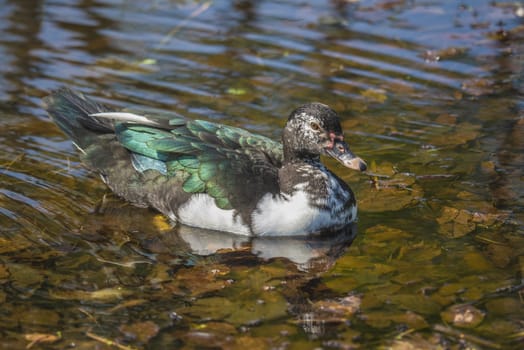 The picture is shot on a duck pond at Fredriksten fortress in Halden, Norway.