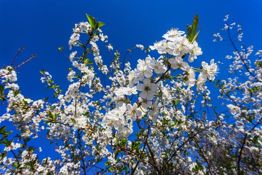 Flowers of the cherry blossoms on a spring day